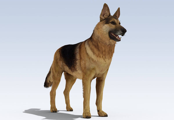 Highly-detailed Model of a German Shepard 25mm  made by 3Dclever scale 1:43