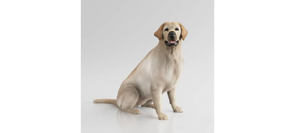 Model of a Labrador Retriever 25mm high  made by 3dclever Scale 1:43