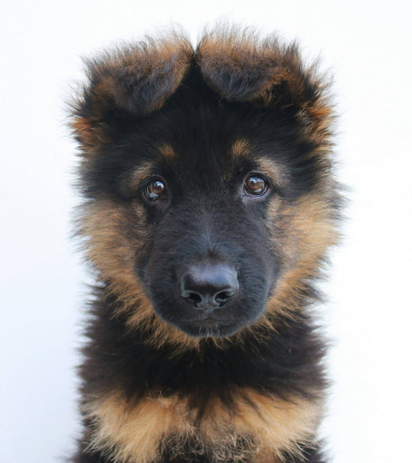 Highly-detailed Model of a German Shepard 25mm  made by 3Dclever scale 1:43