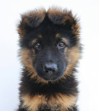 Highly-detailed Model of a German Shepard 25mm  made by 3Dclever scale 1:43